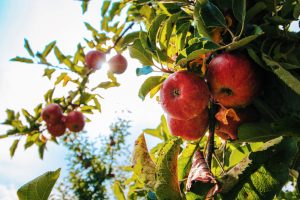 Apple tree